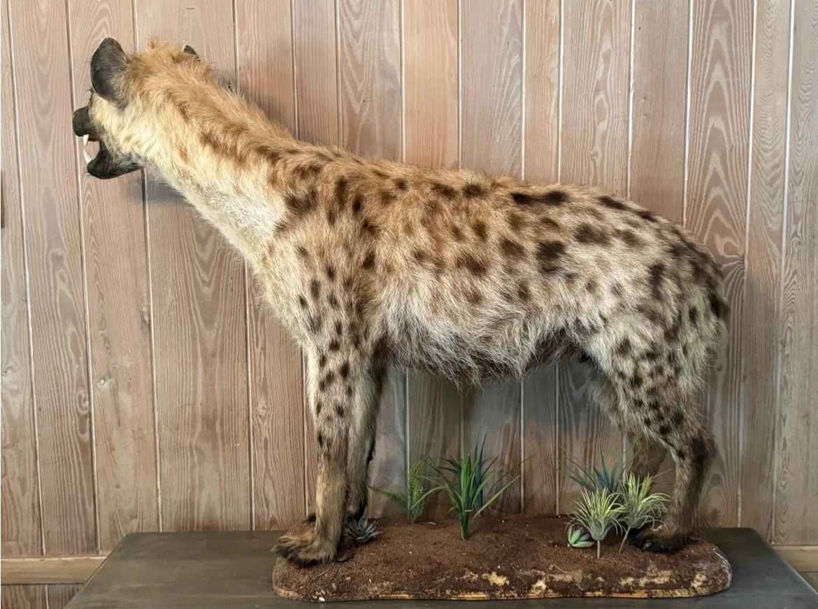 Tassidermia Safari della iena maculata a corpo intero della fine del XX secolo a grandezza naturale In condizioni buone in vendita a Cookeville, TN