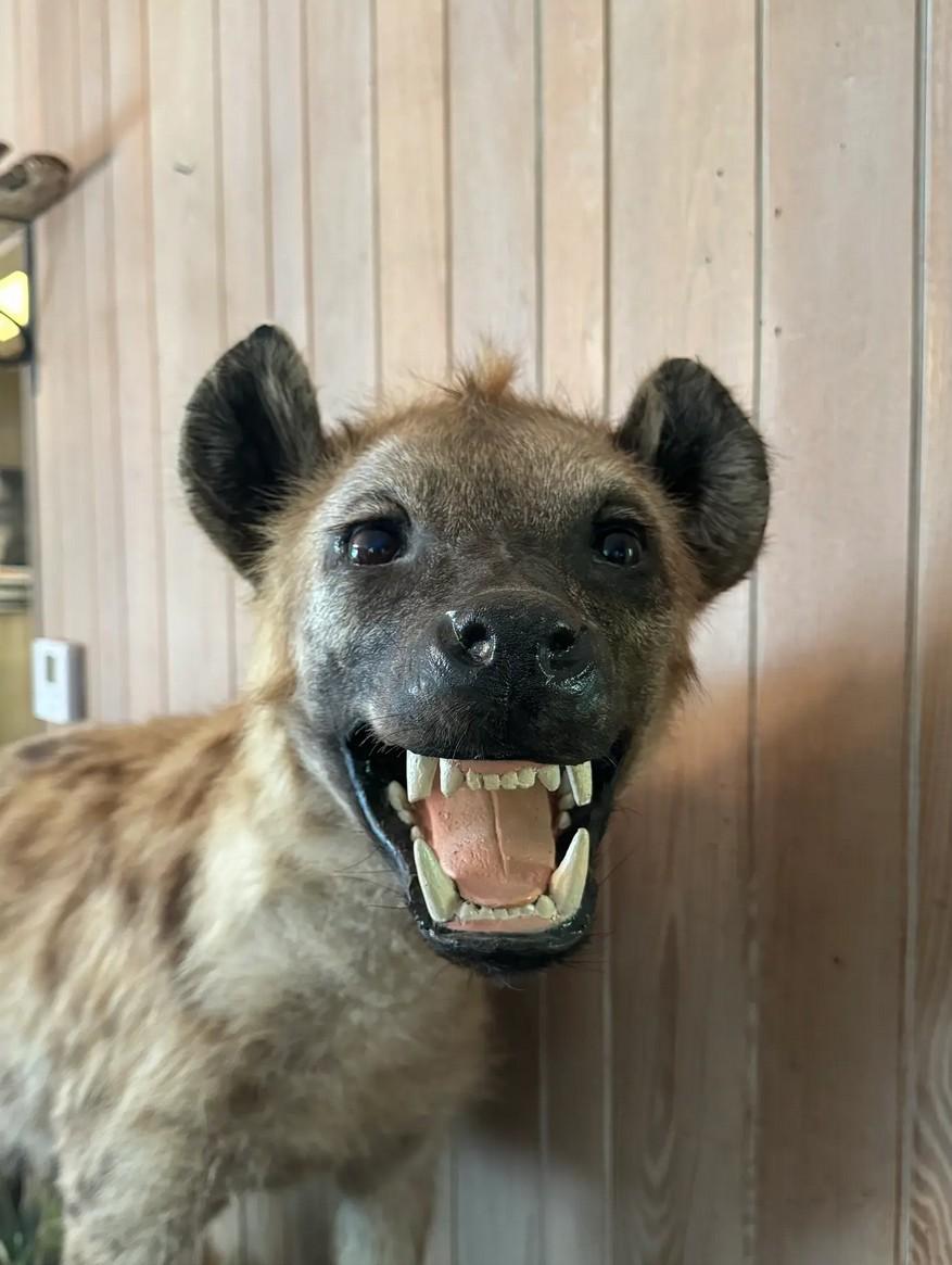 Pellame Tassidermia Safari della iena maculata a corpo intero della fine del XX secolo a grandezza naturale in vendita