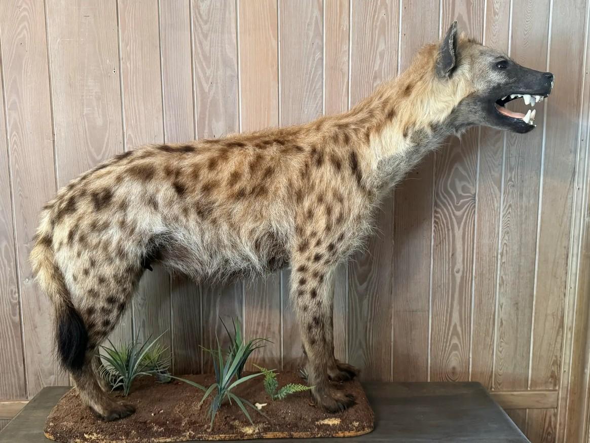 Tassidermia Safari della iena maculata a corpo intero della fine del XX secolo a grandezza naturale in vendita 1