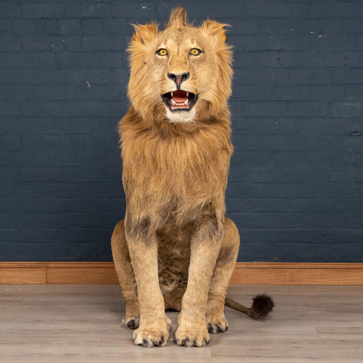 A superb taxidermy of an African seated male lion, late 20th century. Incredibly well prepared and with huge attention to detail, one of the best examples available.

N.B. This item is listed under cites Appendix II Annex B. It cannot be sold