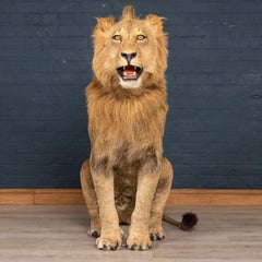 Late 20th Century Full Mount Taxidermy Study of a Seated Male Lion