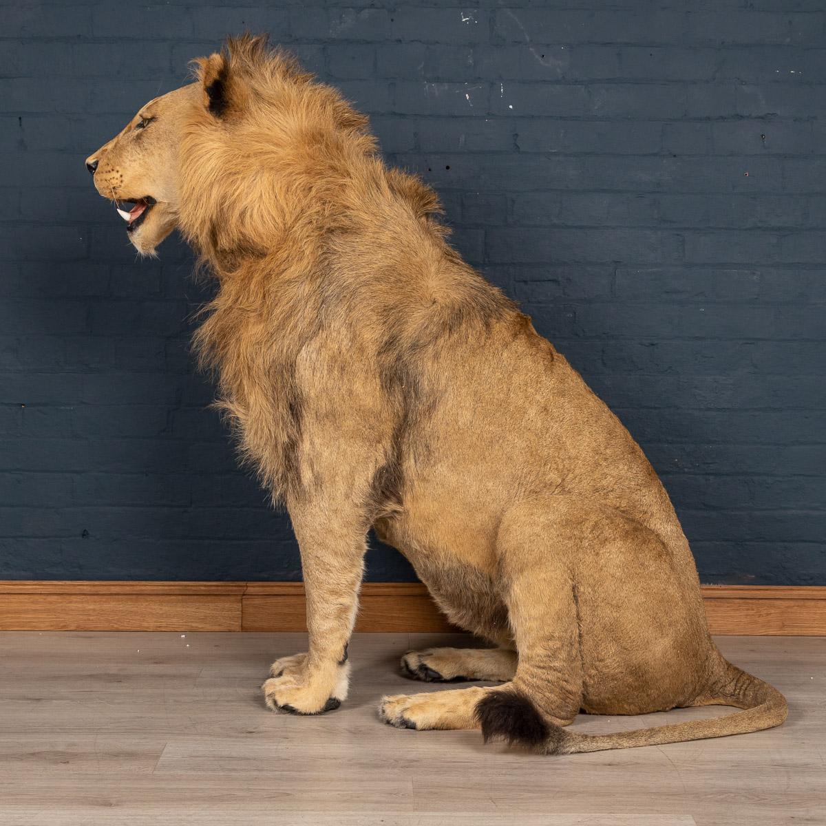 king taxidermy lion