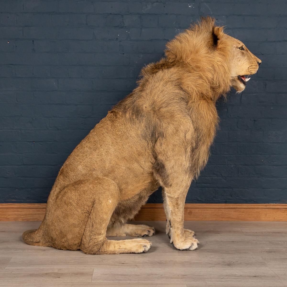 kings taxidermy lion