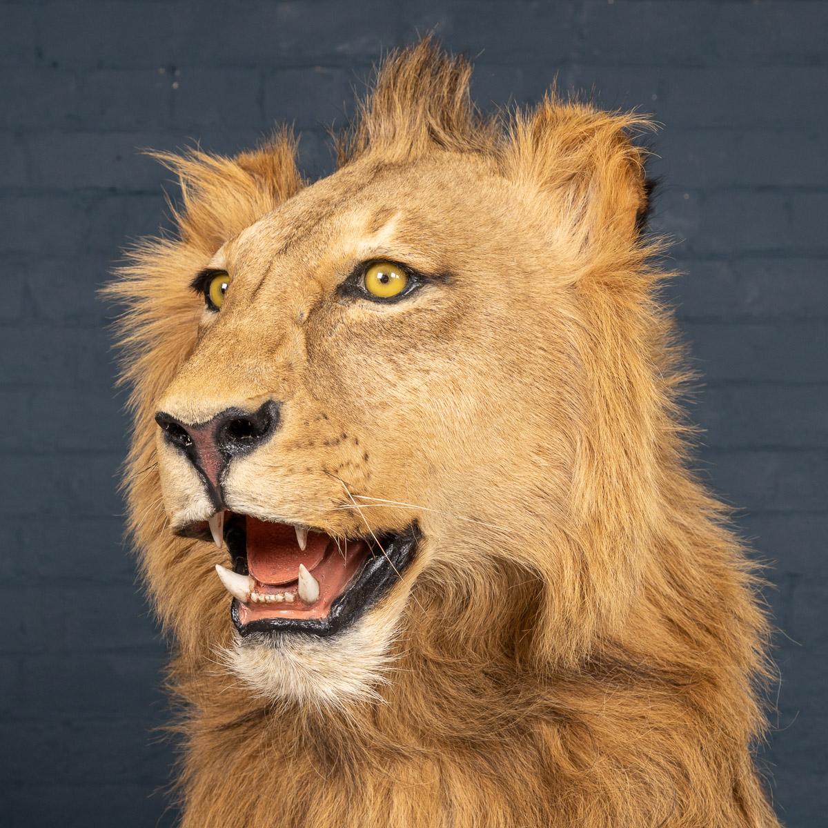 Late 20th Century Full Mount Taxidermy Study of a Seated Male Lion In Good Condition In Royal Tunbridge Wells, Kent