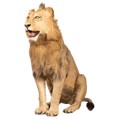 Étude taxidermique d'un lion mâle assis:: datant de la fin du 20e siècle:: montée sur un support complet