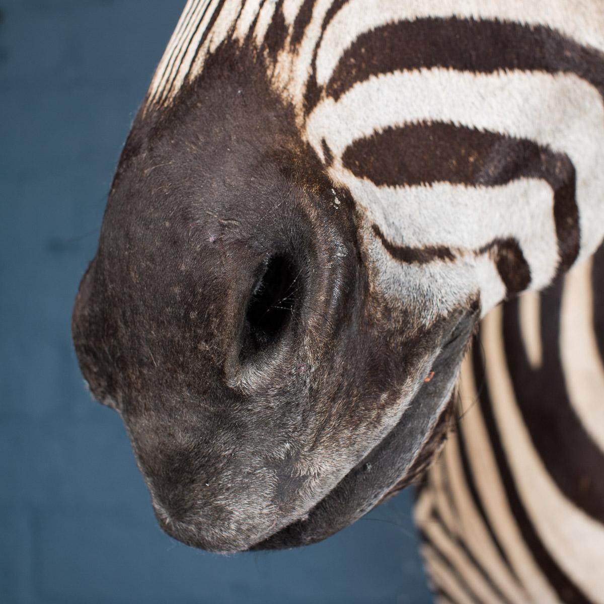 Late 20th Century Rare African Taxidermy Burchell Zebra Head In Good Condition In Royal Tunbridge Wells, Kent