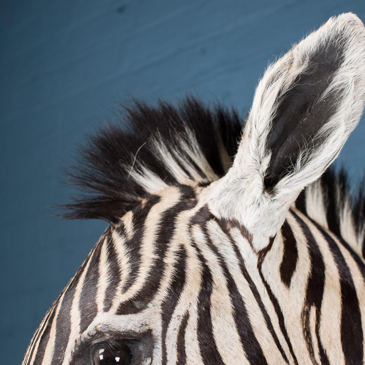 Zebra Hide Late 20th Century Rare African Taxidermy Burchell Zebra Head