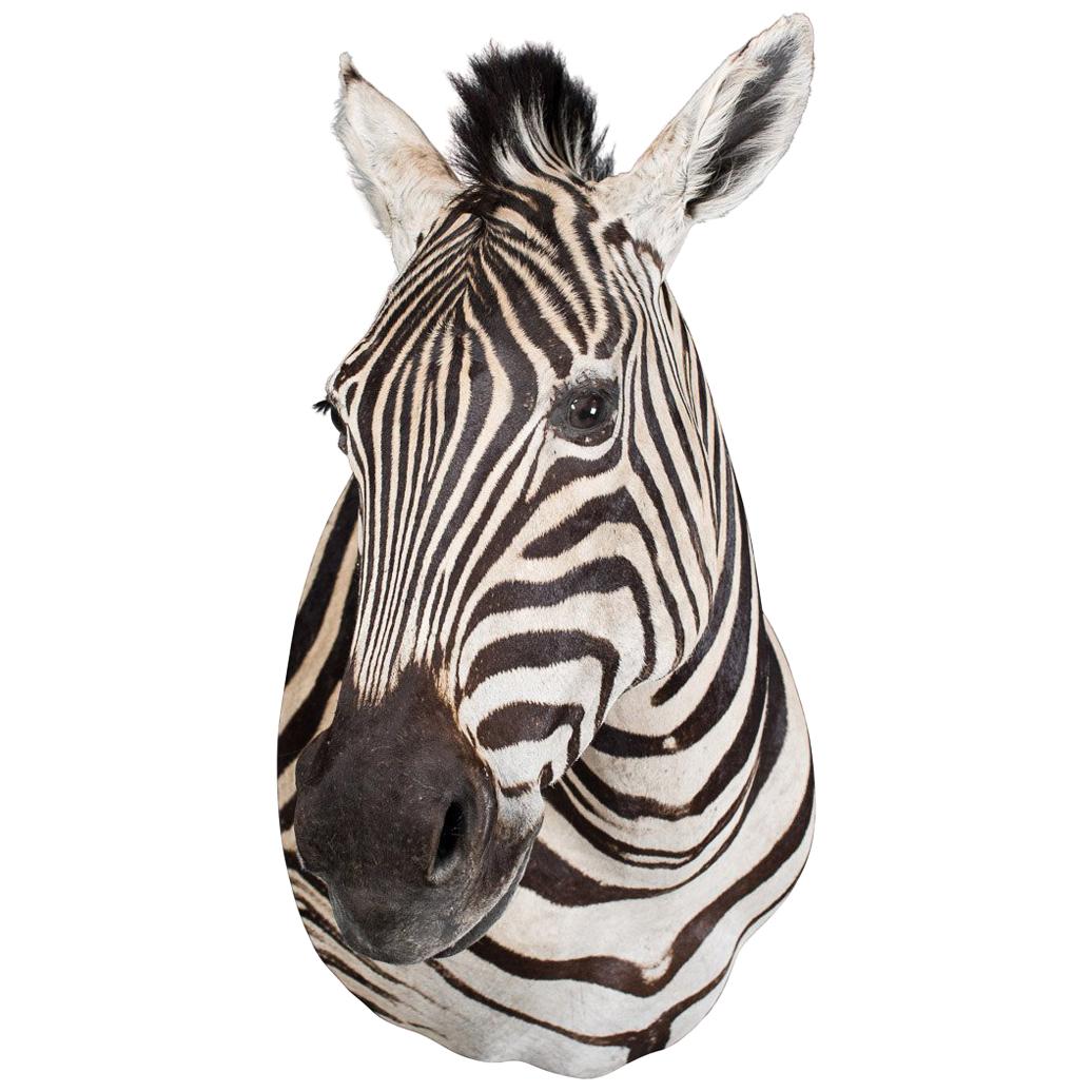 Late 20th Century Rare African Taxidermy Burchell Zebra Head