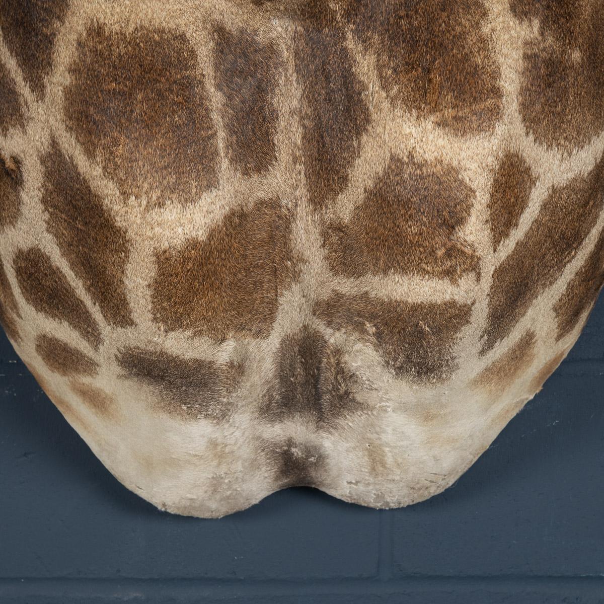 Late 20th Century Shoulder Mount Taxidermy Giraffe 3