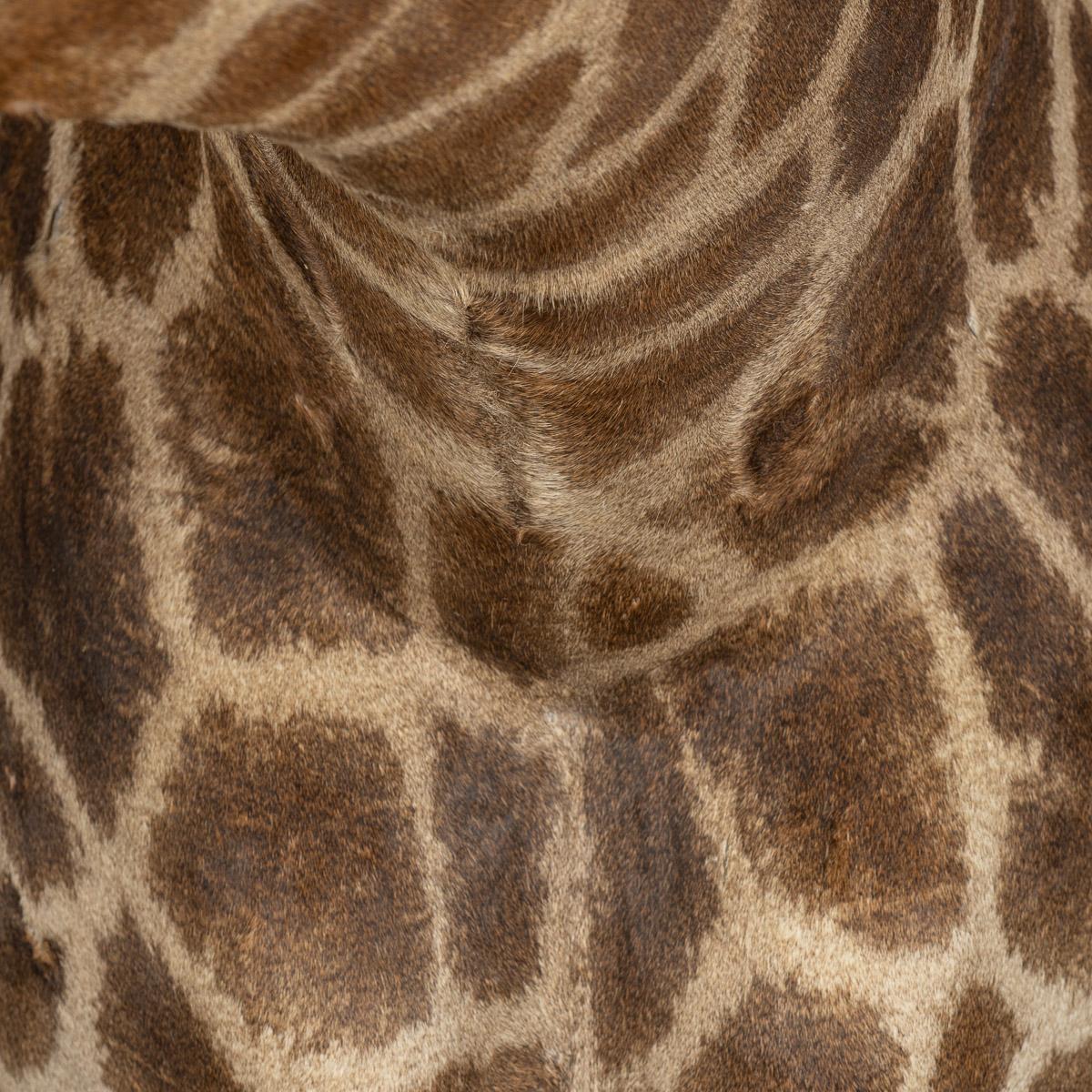 Late 20th Century Shoulder Mount Taxidermy Giraffe 4