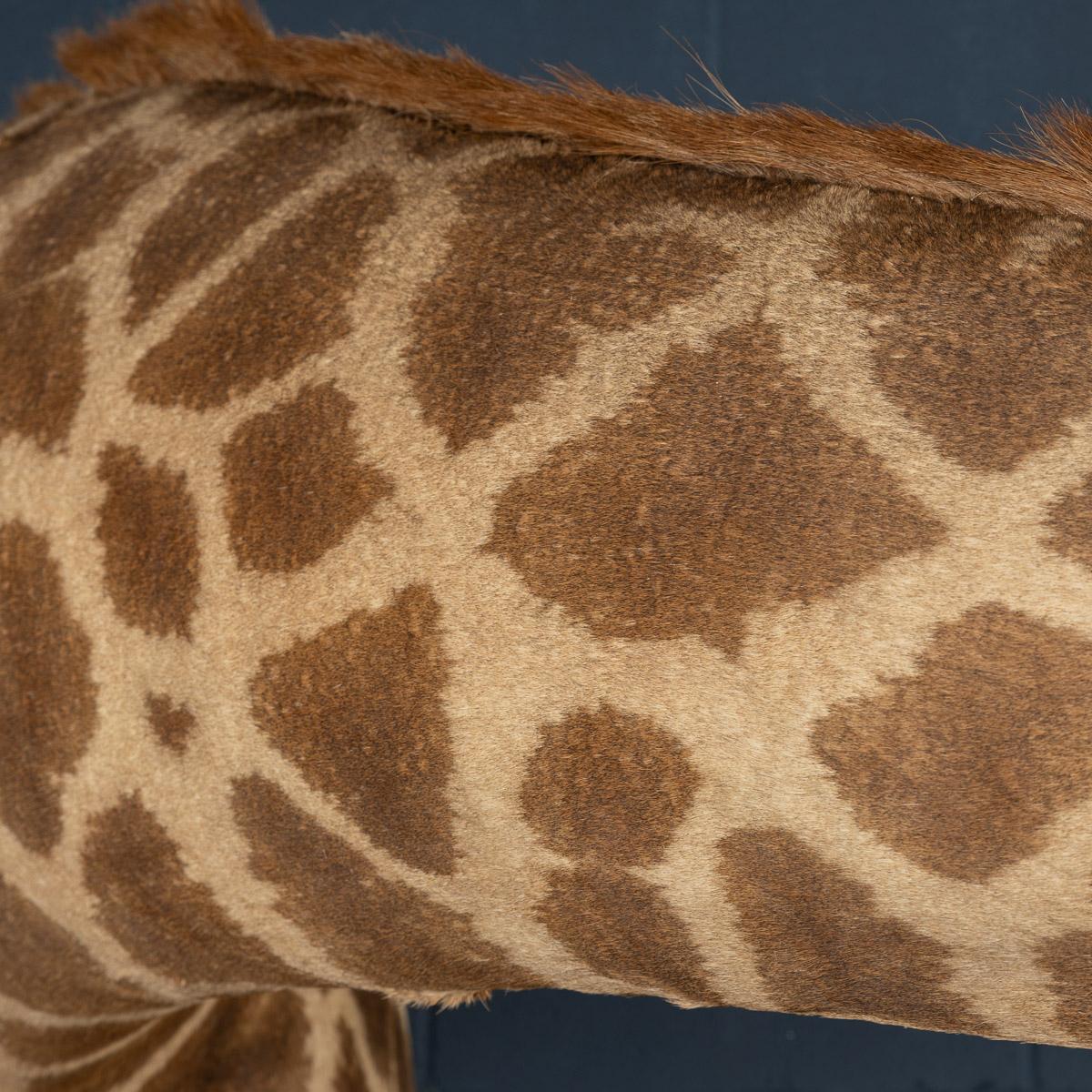 Late 20th Century Shoulder Mount Taxidermy Giraffe 5