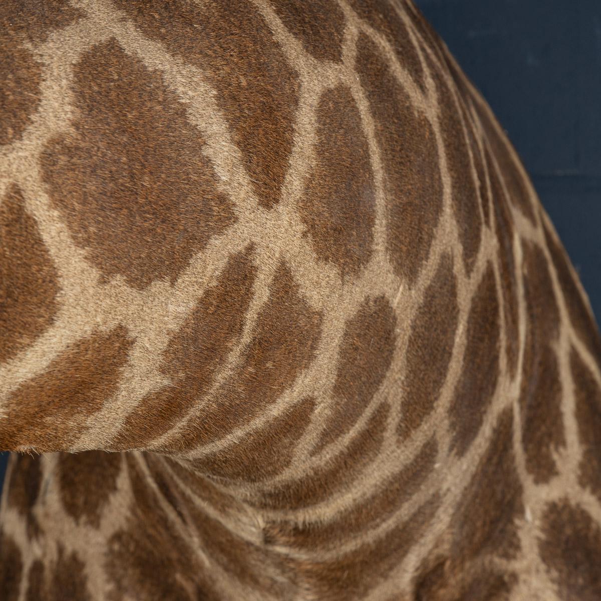 Late 20th Century Shoulder Mount Taxidermy Giraffe 5
