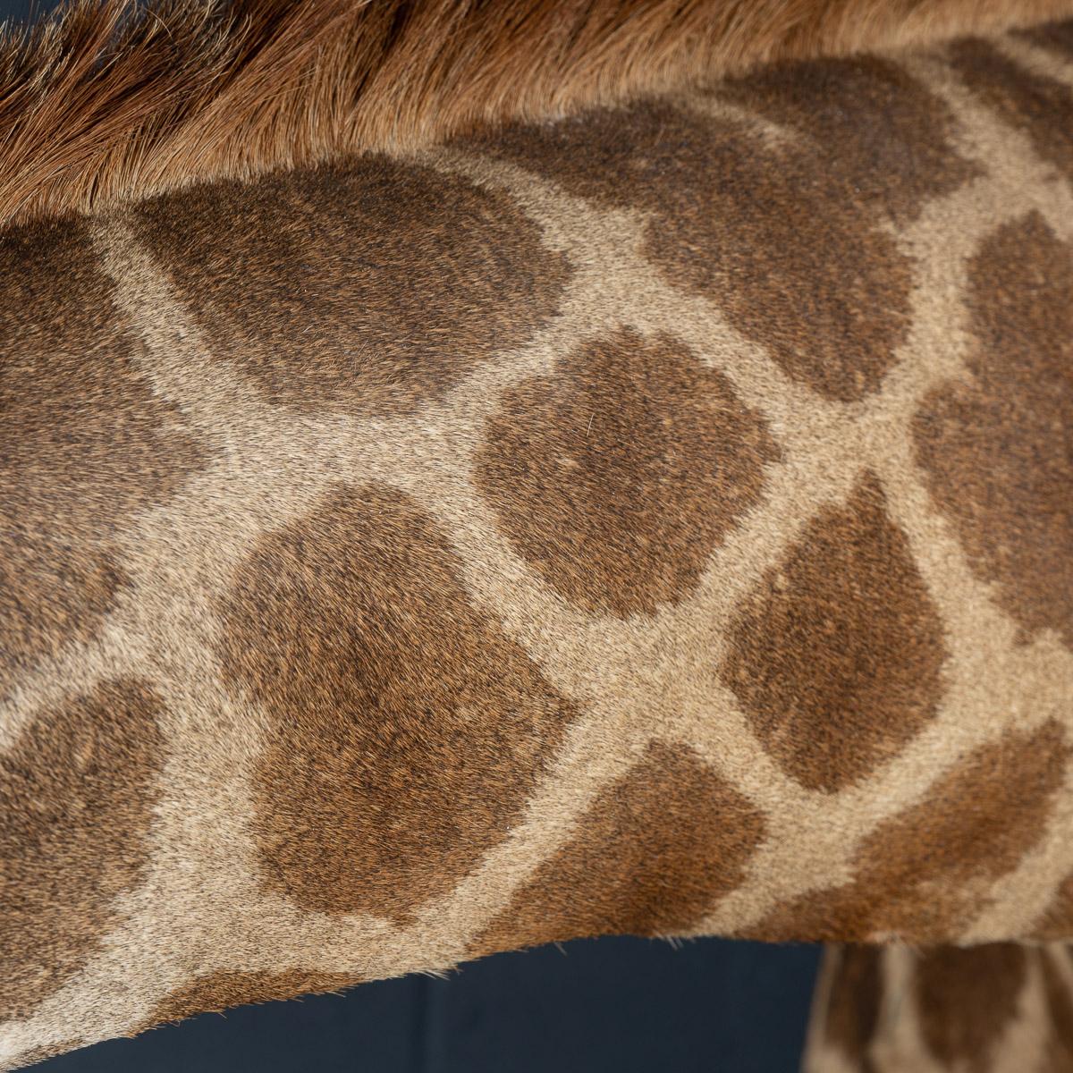 Late 20th Century Shoulder Mount Taxidermy Giraffe 6