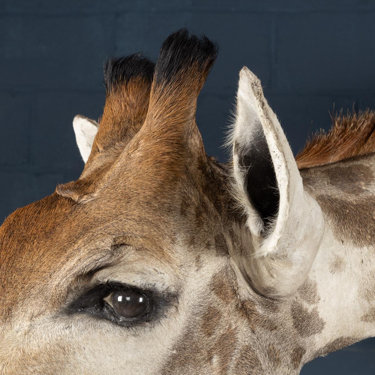 Late 20th Century Shoulder Mount Taxidermy Giraffe 7