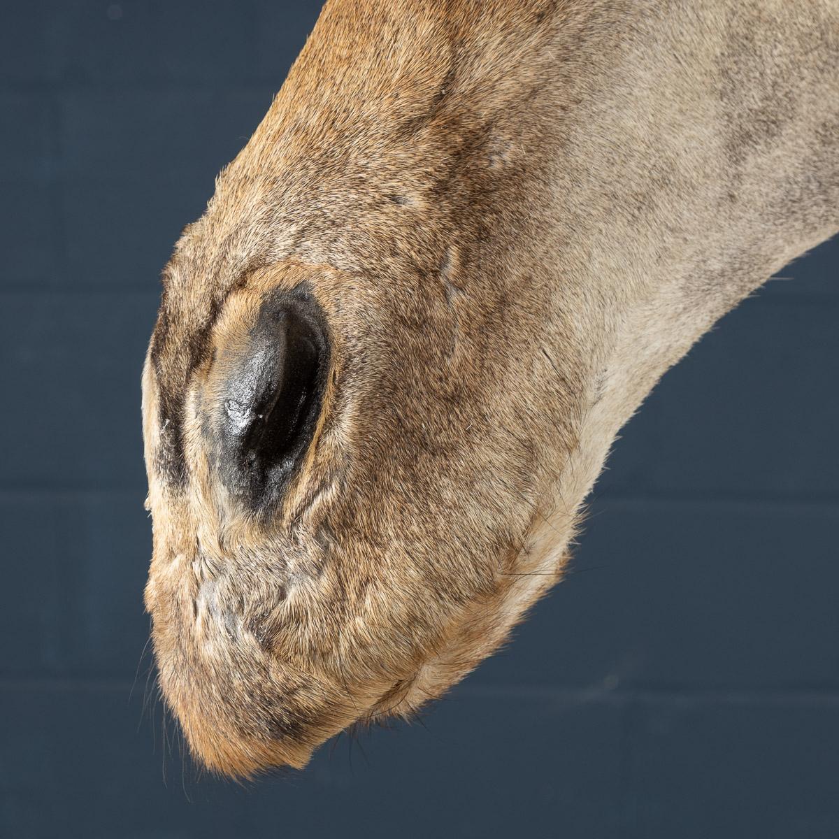 Late 20th Century Shoulder Mount Taxidermy Giraffe 8