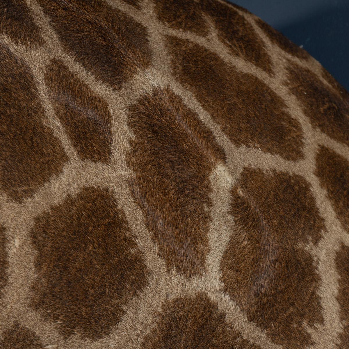Late 20th Century Shoulder Mount Taxidermy Giraffe 9