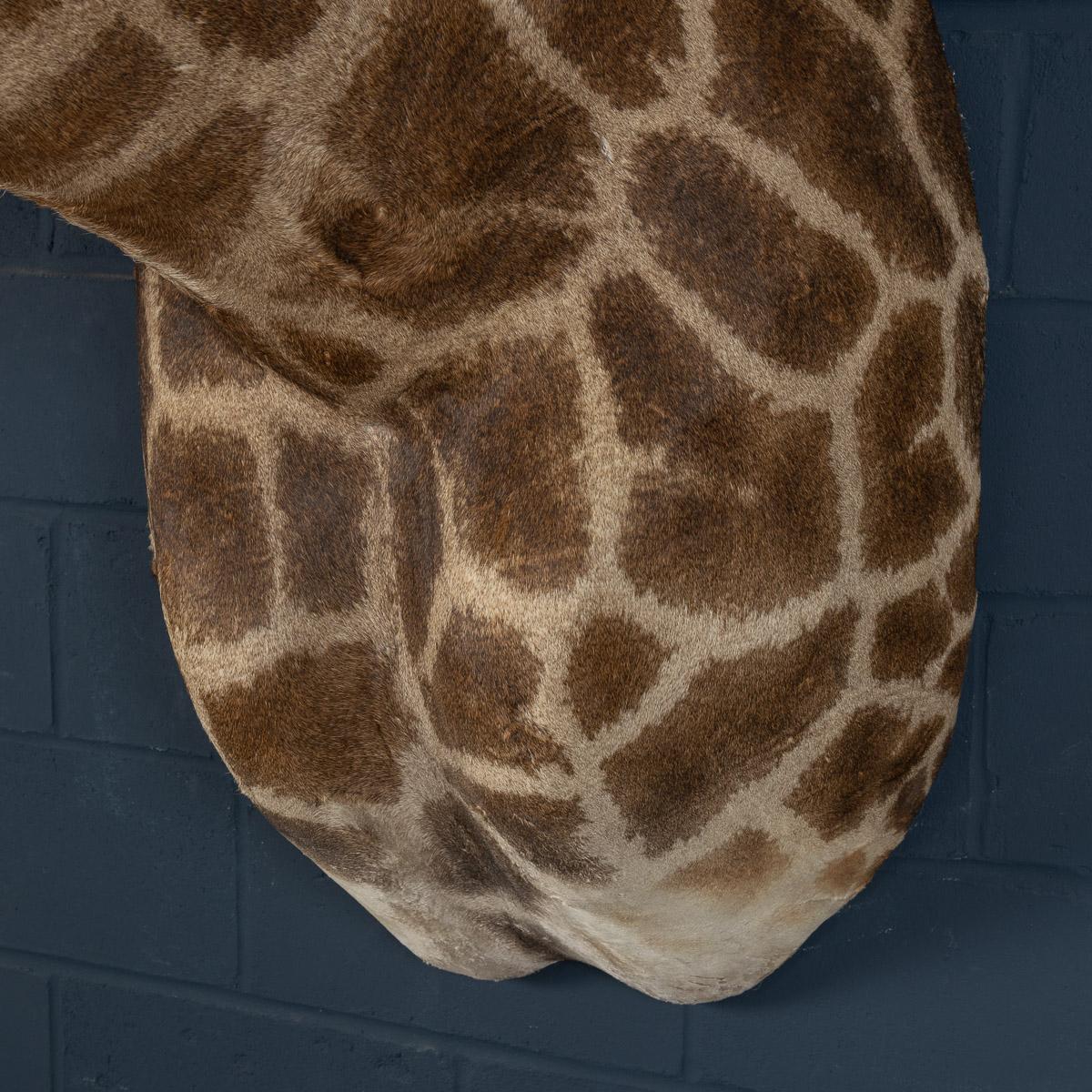 Late 20th Century Shoulder Mount Taxidermy Giraffe 10