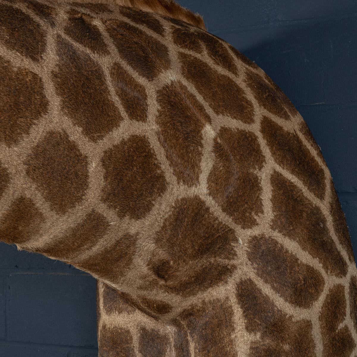Late 20th Century Shoulder Mount Taxidermy Giraffe 11