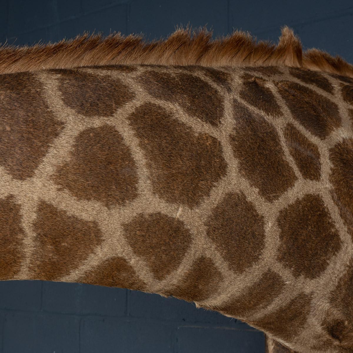 Late 20th Century Shoulder Mount Taxidermy Giraffe 12