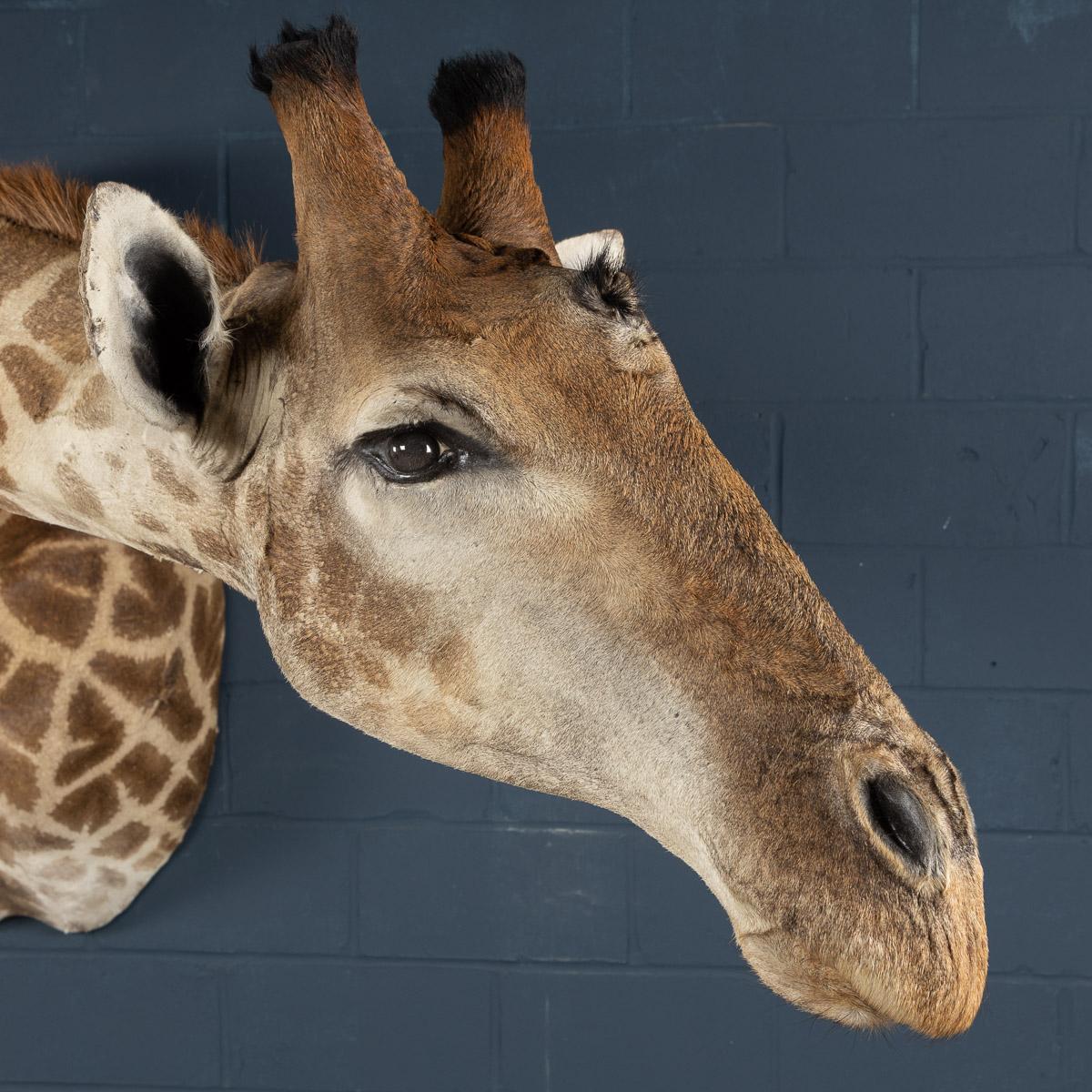Superb taxidermy study of a giraffe, wall mounted, looking right (or to his left). One of the most unusual mounts ever seen, a fun and quirky addition to any interior.

N.B. This item does not require a cites license to be sold. It will, however,