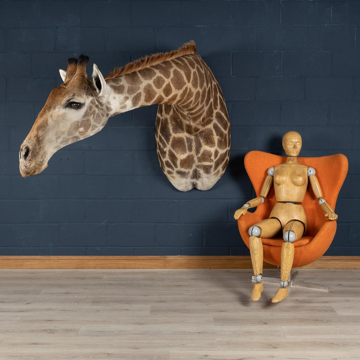 Superb taxidermy study of a giraffe, wall mounted, looking left (or to his right). One of the most unusual mounts ever seen, a fun and quirky addition to any interior.

N.B. This item does not require a cites license to be sold. It will, however,