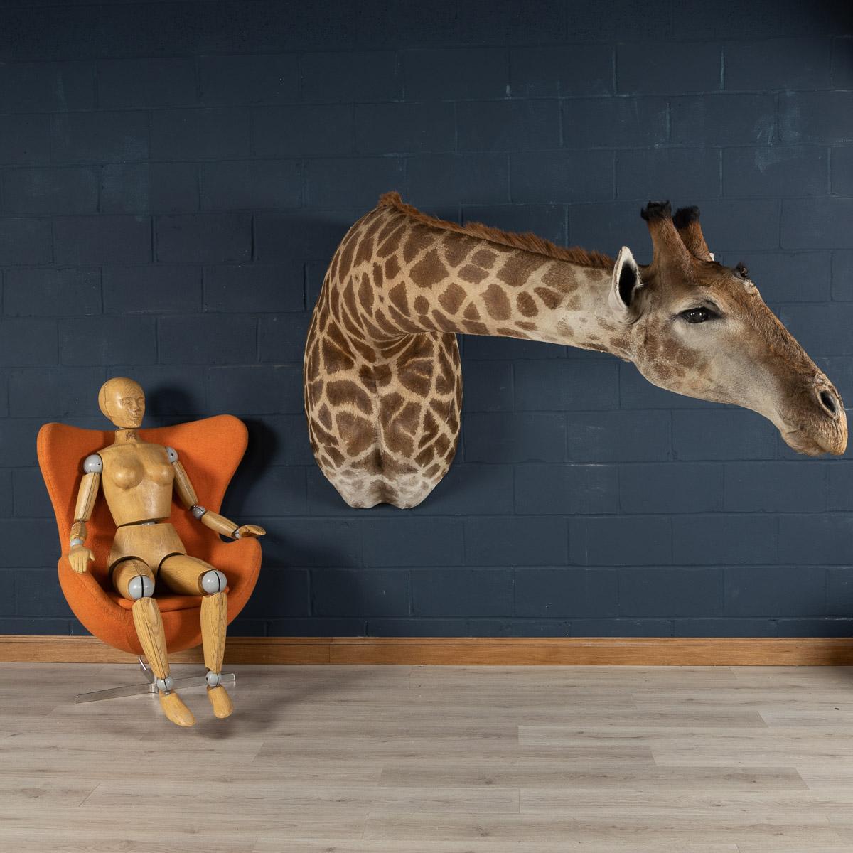 giraffe shoulder mount