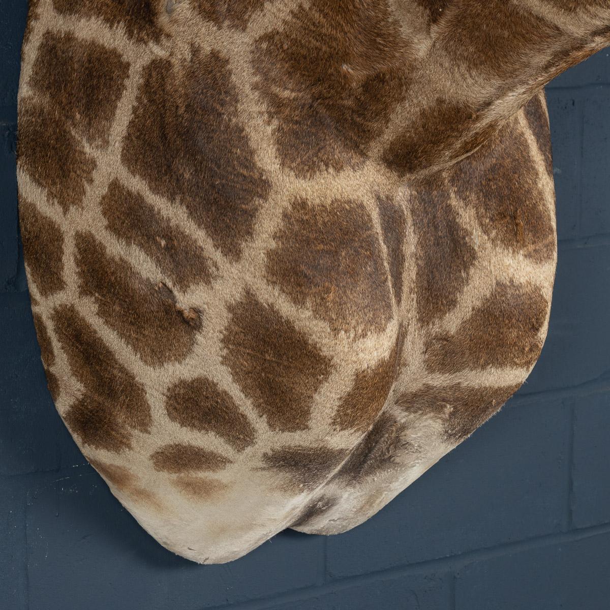 giraffe mounts