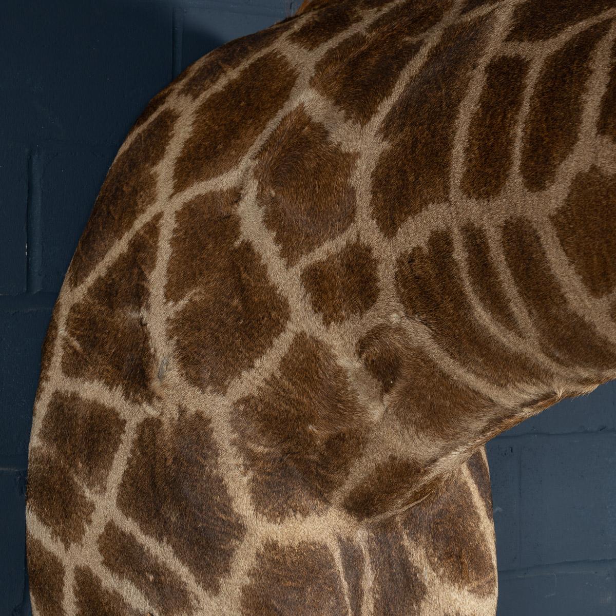 Late 20th Century Shoulder Mount Taxidermy Giraffe In Good Condition In Royal Tunbridge Wells, Kent