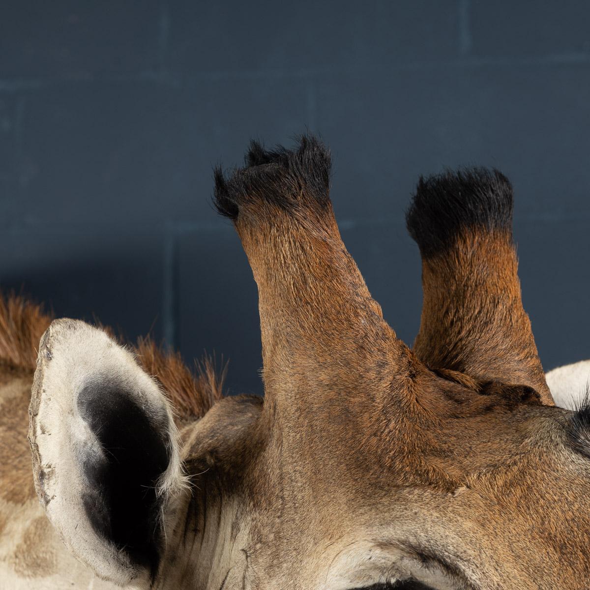 Animal Skin Late 20th Century Shoulder Mount Taxidermy Giraffe