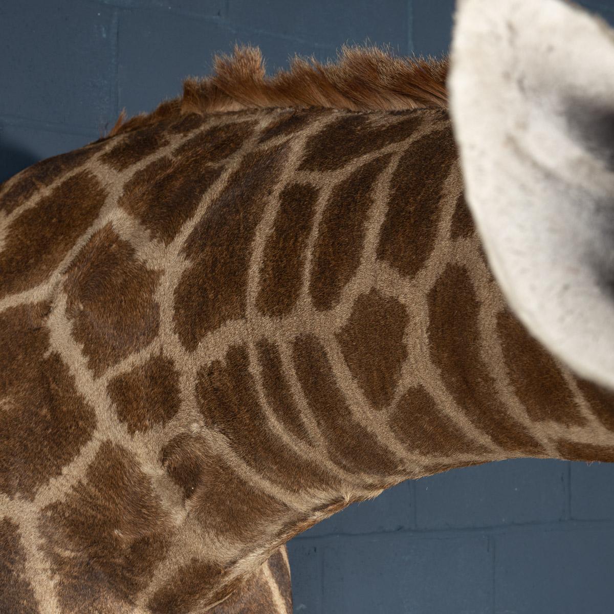 Animal Skin Late 20th Century Shoulder Mount Taxidermy Giraffe