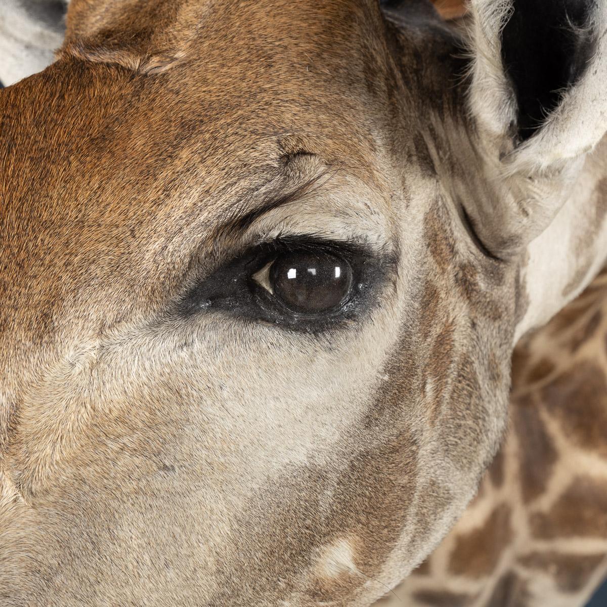 Late 20th Century Shoulder Mount Taxidermy Giraffe 1