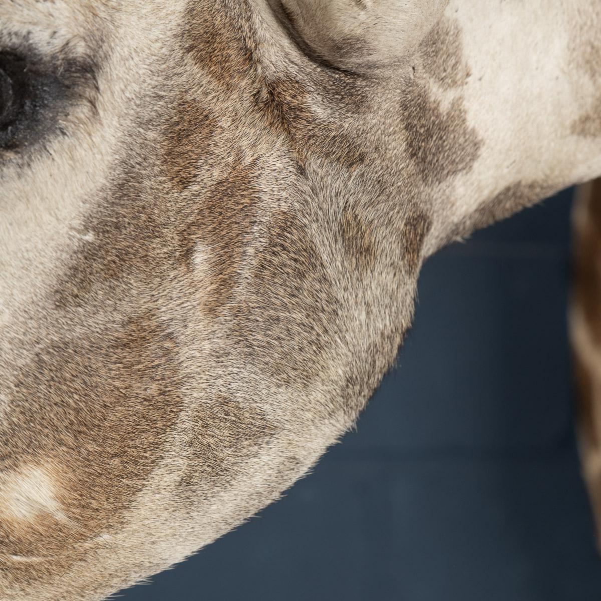Late 20th Century Shoulder Mount Taxidermy Giraffe 2