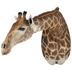 Late 20th Century Shoulder Mount Taxidermy Giraffe