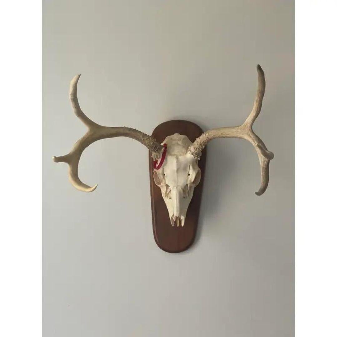 Late 20th Century Whitetail Deer Skull and Antlers 6 Point on Wood Plaque 5