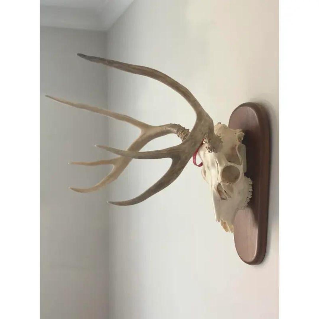 Late 20th Century Whitetail Deer Skull and Antlers 6 Point on Wood Plaque 6