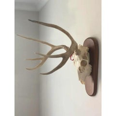 Late 20th Century Whitetail Deer Skull and Antlers 6 Point on Wood Plaque