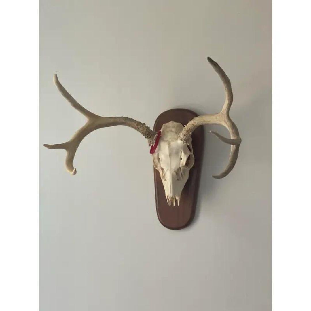Rustic Late 20th Century Whitetail Deer Skull and Antlers 6 Point on Wood Plaque