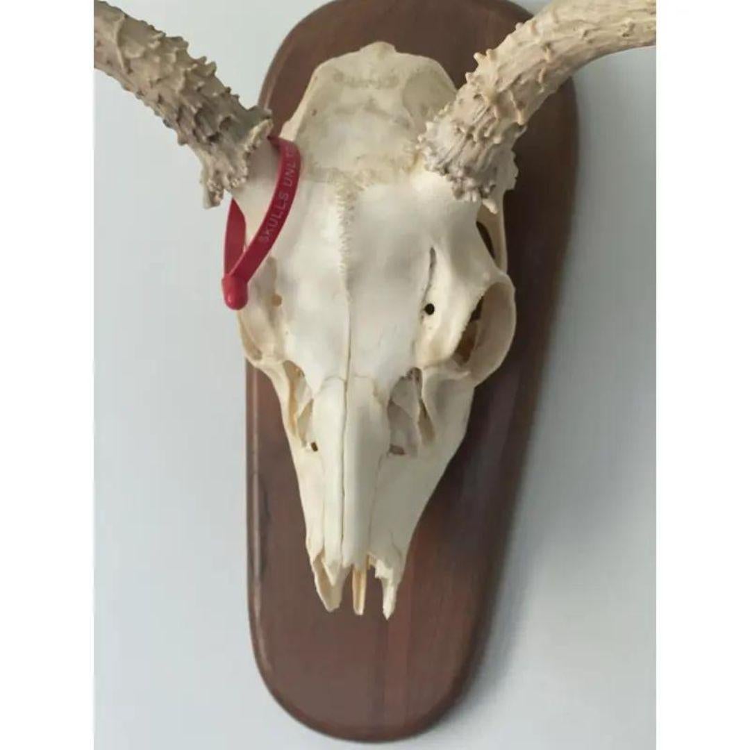 American Late 20th Century Whitetail Deer Skull and Antlers 6 Point on Wood Plaque