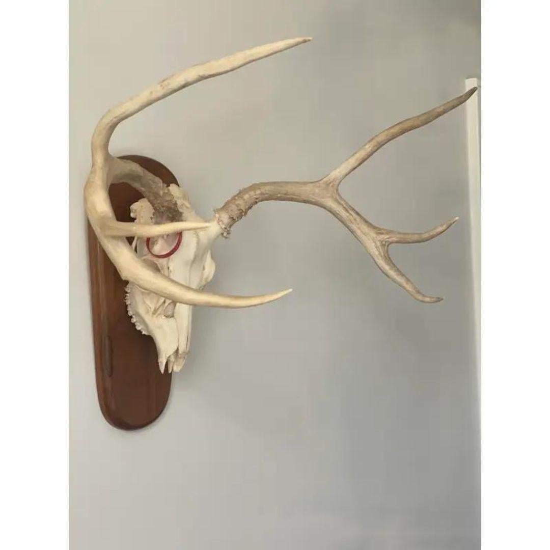 Late 20th Century Whitetail Deer Skull and Antlers 6 Point on Wood Plaque In Good Condition In Cookeville, TN
