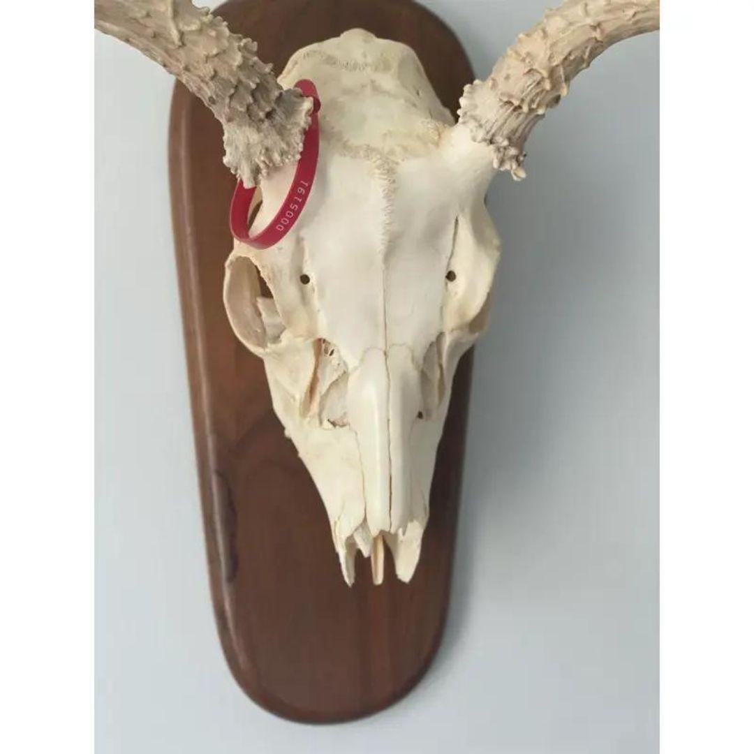 Late 20th Century Whitetail Deer Skull and Antlers 6 Point on Wood Plaque 1