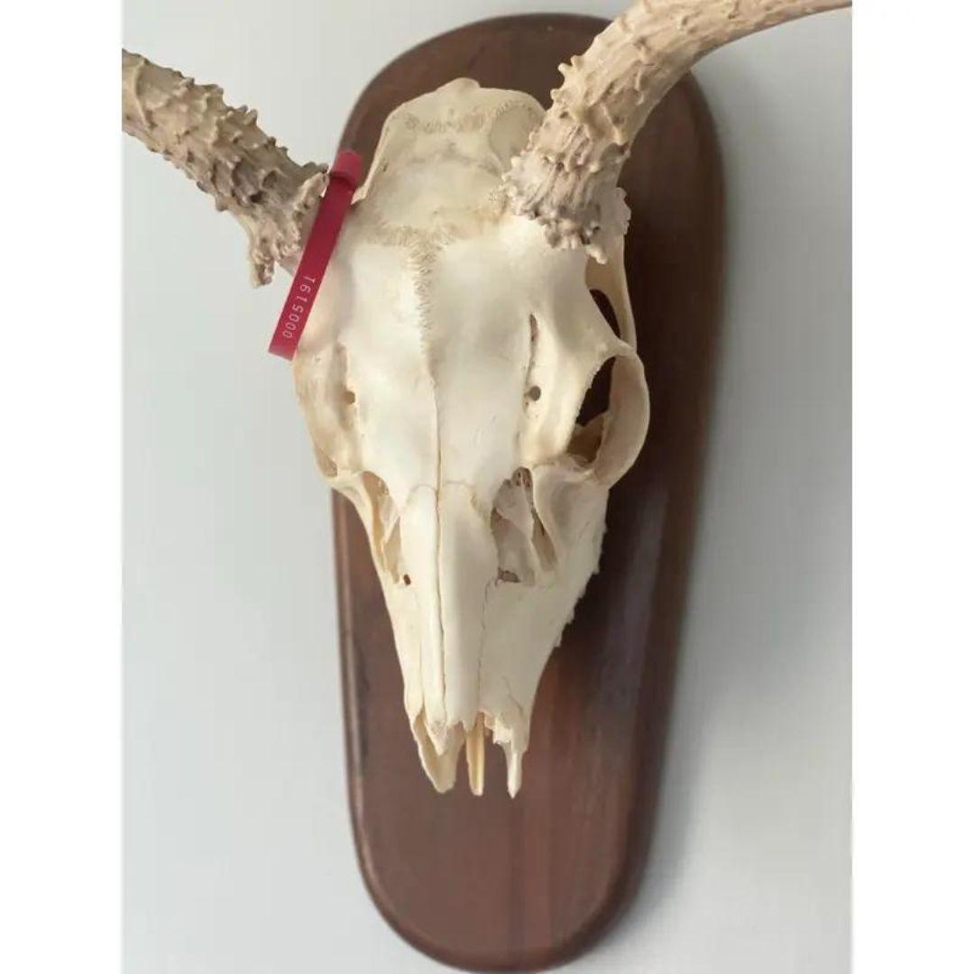 Late 20th Century Whitetail Deer Skull and Antlers 6 Point on Wood Plaque 2