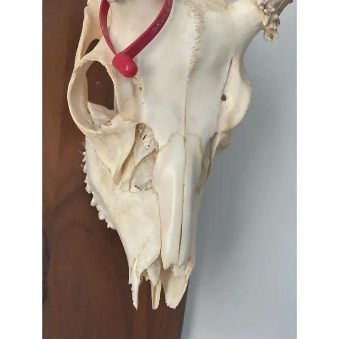 Late 20th Century Whitetail Deer Skull and Antlers 6 Point on Wood Plaque 3