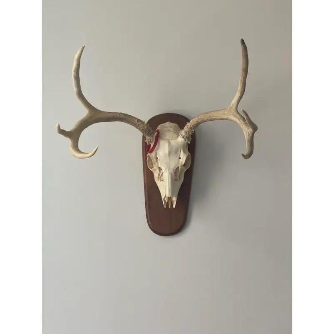 Late 20th Century Whitetail Deer Skull and Antlers 6 Point on Wood Plaque 4