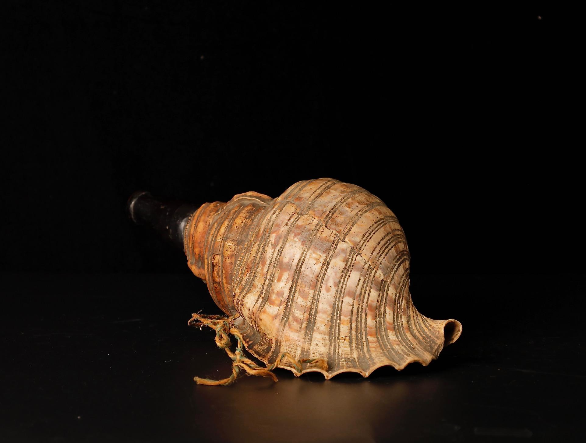 Late Edo Period Horagai Conch Shell Trumpet For Sale 3