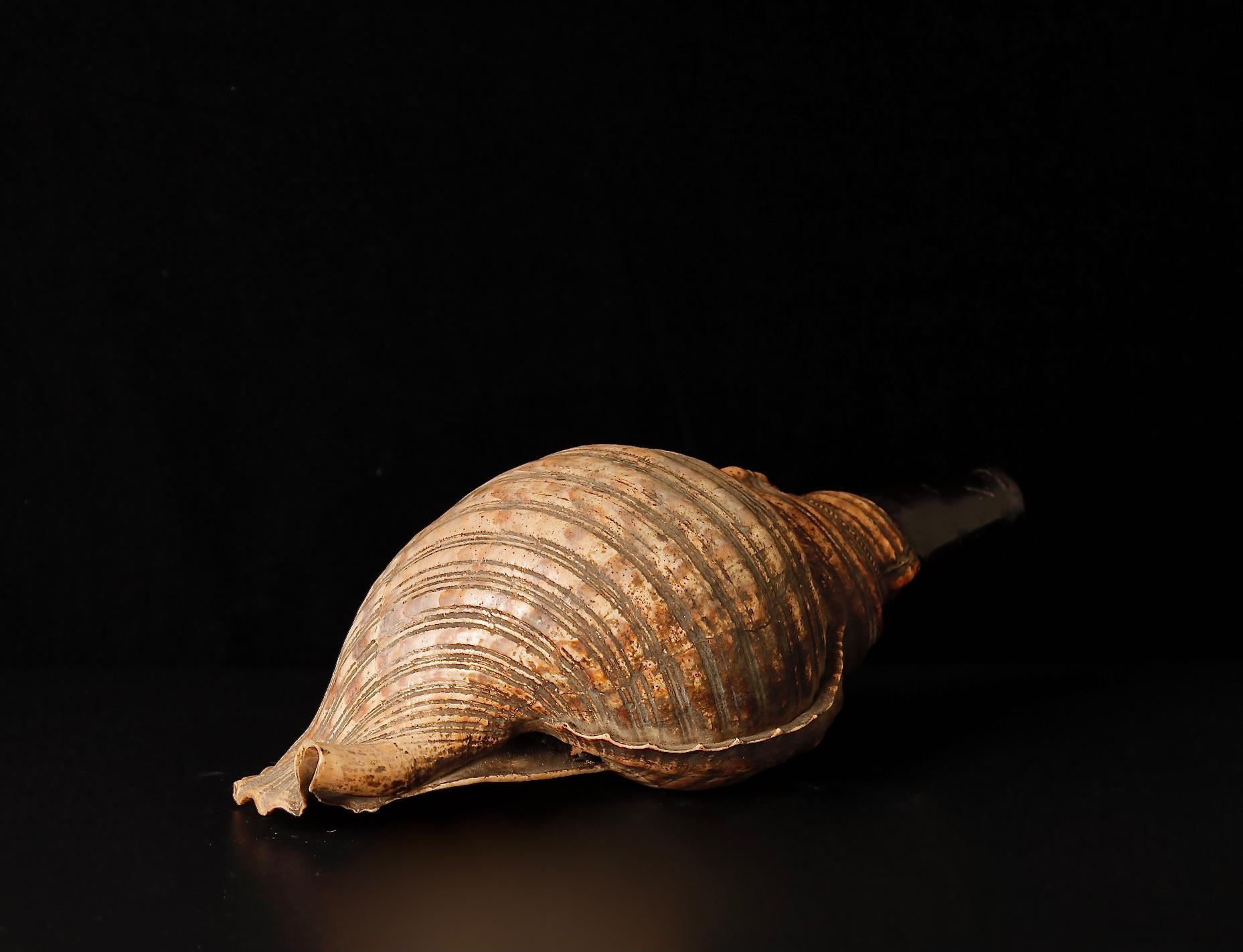 Late Edo Period Horagai Conch Shell Trumpet For Sale 5