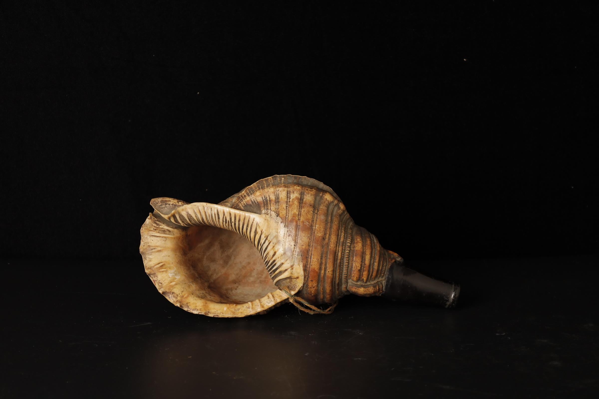 Late Edo Period Horagai Conch Shell Trumpet For Sale 6