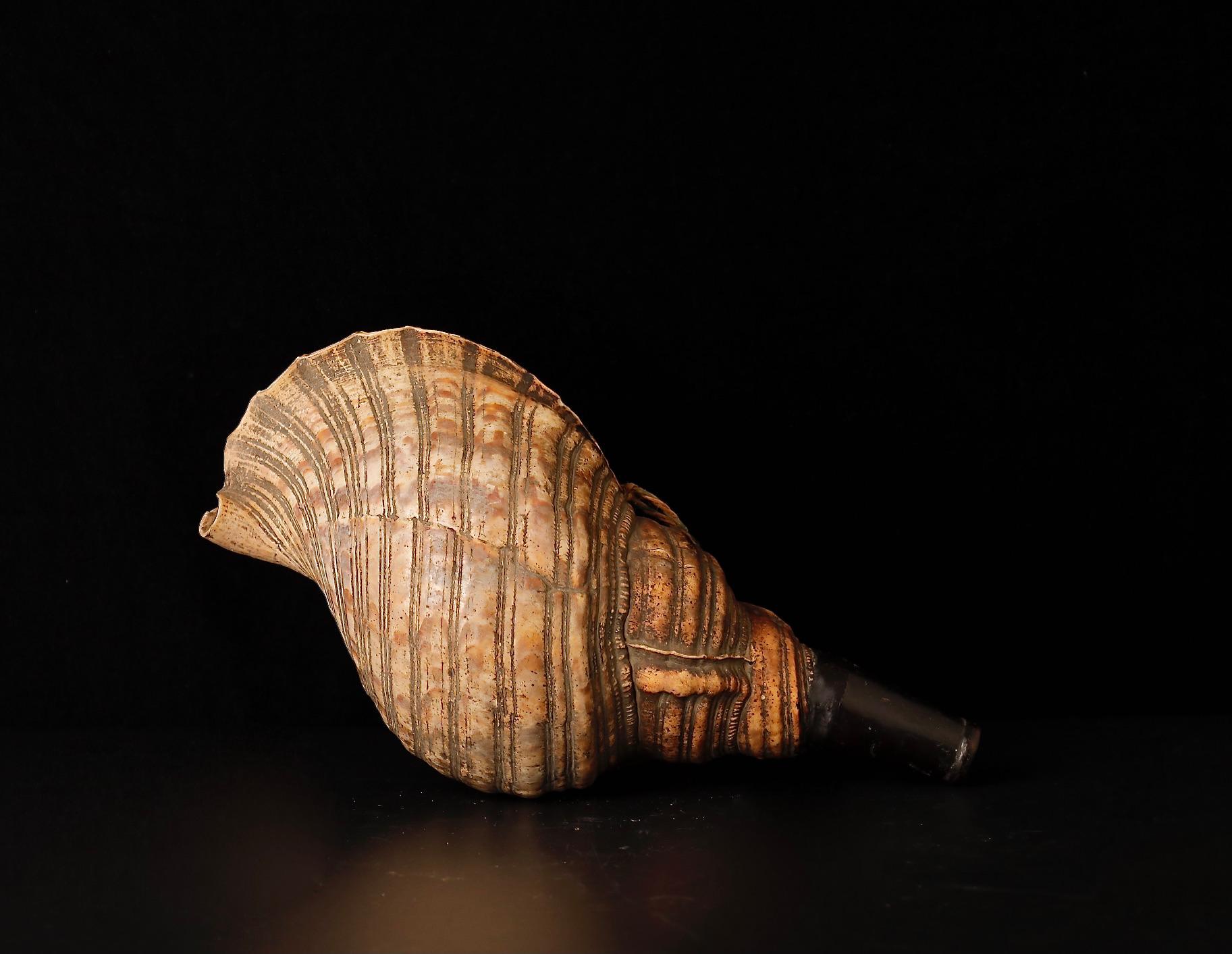Late Edo Period Horagai Conch Shell Trumpet For Sale 7