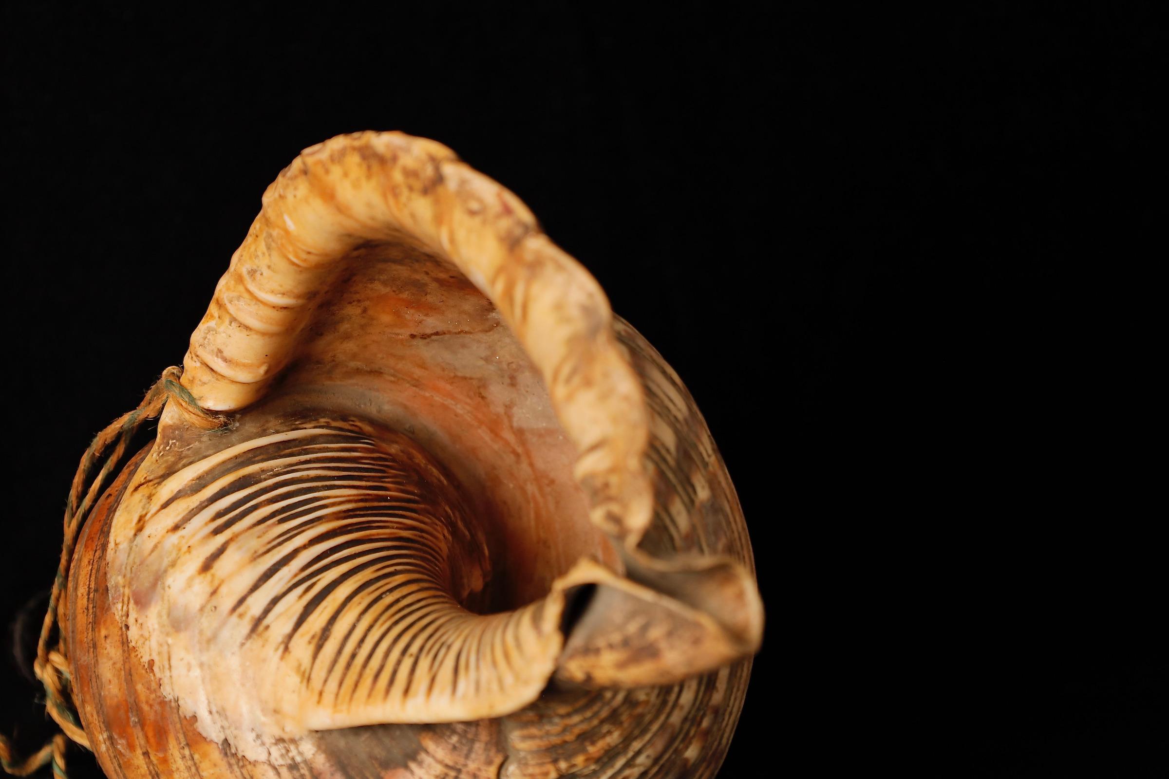 Late Edo Period Horagai Conch Shell Trumpet For Sale 8