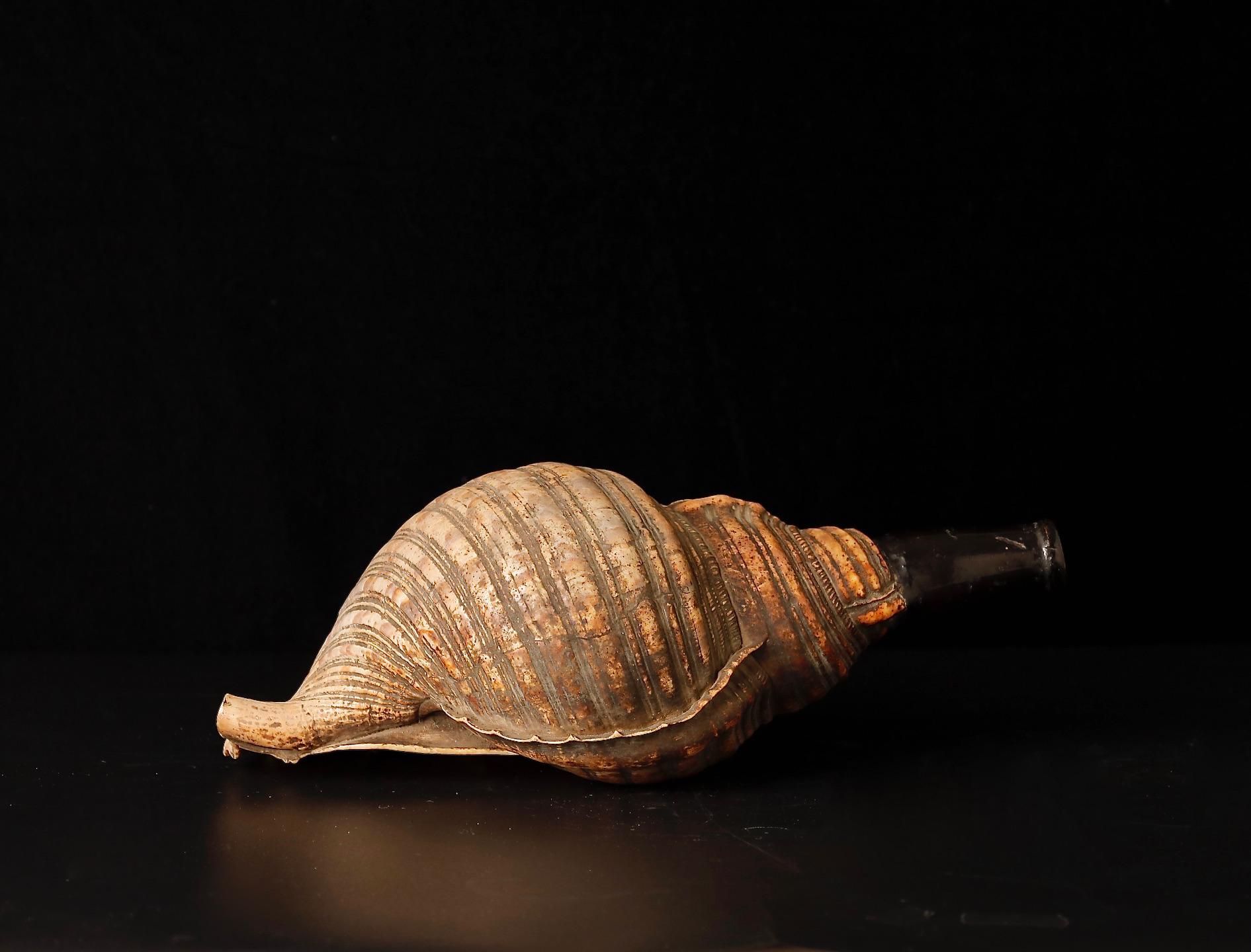 conch shell instrument