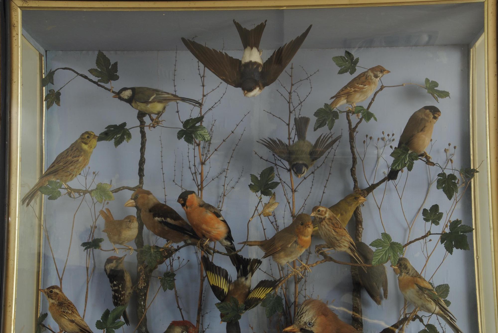 Spätviktorianisches Gehäuse mit kuppelförmigen Vogelen aus der Taxidermie (Vergoldet)